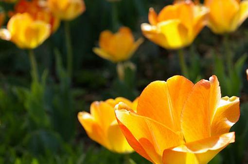 Yellow Flower-yellow.jpg