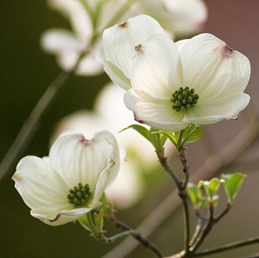 White pedals-flowertake3.jpg