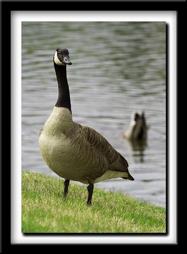 Duck Dipping-framed.jpg