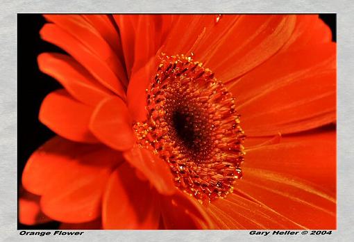 Deep Orange Flower-flowers0304-1901xweb.jpg