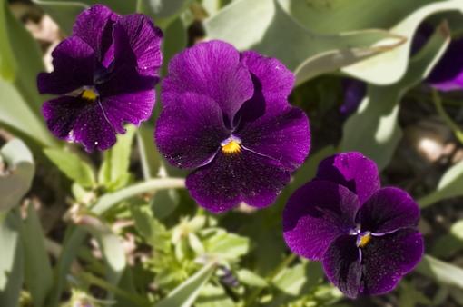 More from the Arboretum-dark-purple.jpg