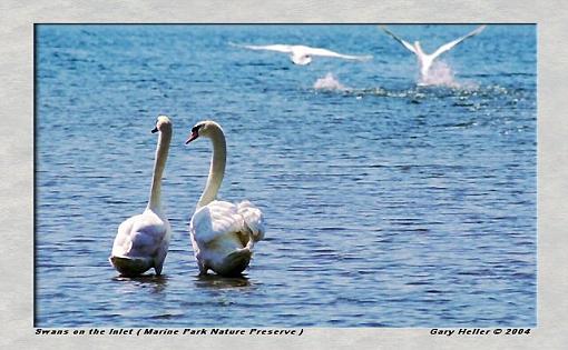 Swans on the Salt  Marsh-birds0404-0303xweb.jpg