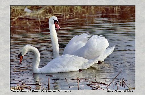 Swans on the Salt  Marsh-lndscp0404-220404xweb.jpg