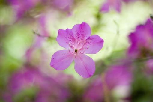 National Arboretum-bokeh.jpg