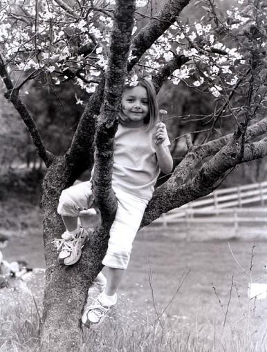 Cherry Tree Portraits-gracetree.jpg