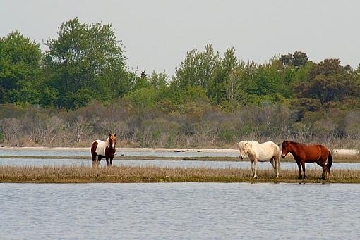 Some of the Wild Ponies of Assateague...-ponies.jpg