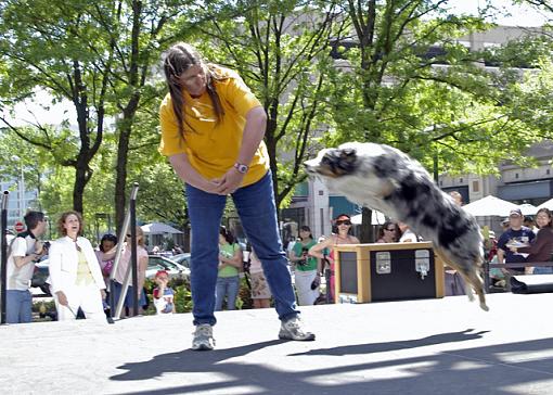 Reston Pet Fiesta 3-through-hoop-2.jpg