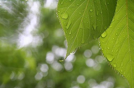 Water on Leaf-wateronleaf0508.jpg