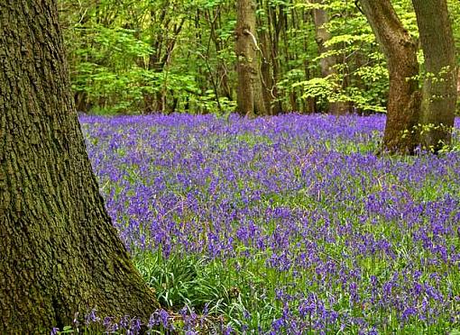 The Bluebell Wood-bluebell-wood-01-small.jpg