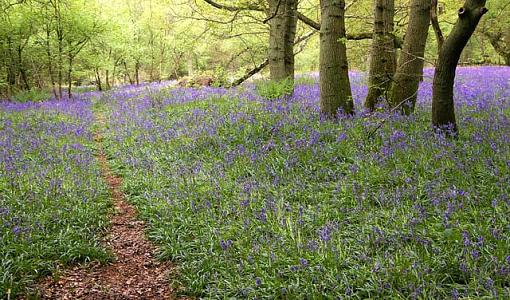 The Bluebell Wood-bluebell-wood-06-small.jpg