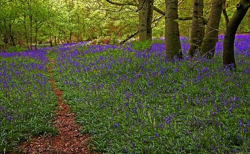 The Bluebell Wood-bluebell-wood-06-sma.jpg