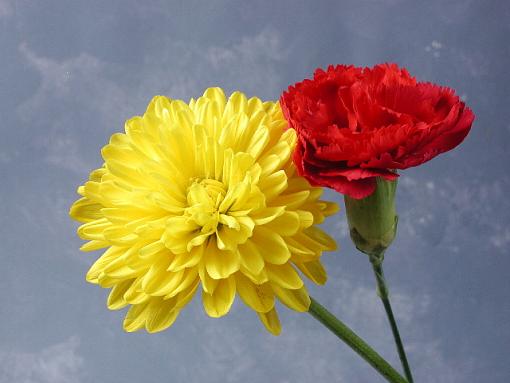 studio shot-flowers-resize.jpg