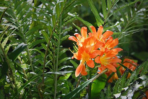 Japanese Garden Flower....-img_2618_w640.jpg