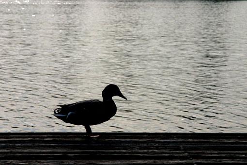 Silhouette of Canard-img_2752_w640.jpg