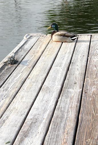 Duck on the docks...-img_2847_w640.jpg