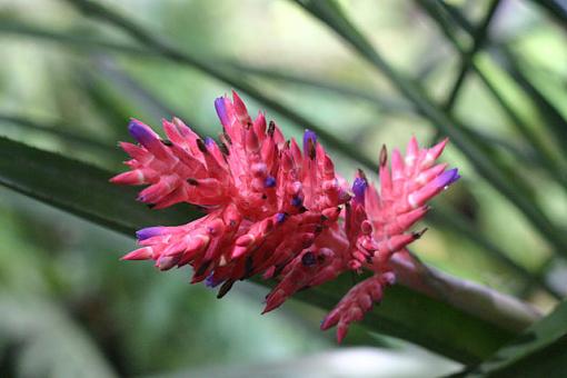 Japanese Garden Flower....part II-img_2632_w640.jpg