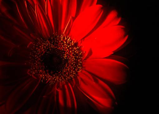 Red-daisy-2.jpg