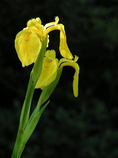 Zoo Flower-hattiesburg-zoo-36.jpg