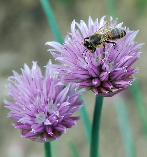 Honey Bee Lunch-honey-bee-lunch.jpg