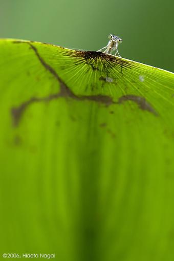 Little Guy, Big Leaf-buggy-4.jpg