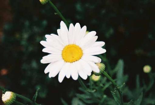 Bad picture of a daisy.......-print001s.jpg