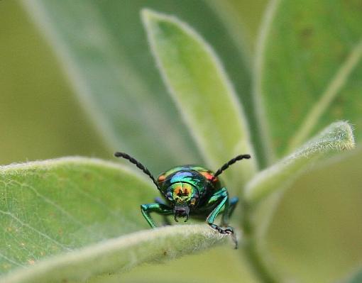 Back Off-shinybeetle.jpg