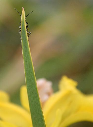 If I can't see them, they can't see me...-beetlehiding.jpg