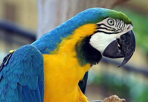 Macaw-pict1358.jpg