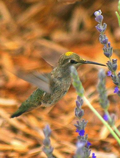 Yellow Spotted Hummer-yellow-spotted-hummer-ii.jpg