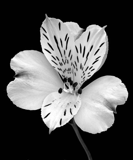 Black and White Lily-lily_vsmall.jpg