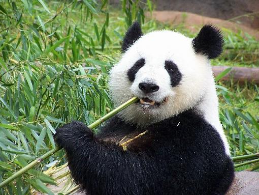 From Zoo Atlanta-panda.jpg