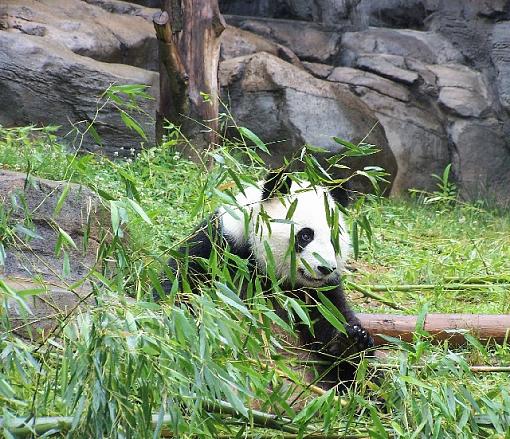 From Zoo Atlanta-panda2.jpg