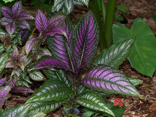 From Zoo Atlanta-purp.jpg