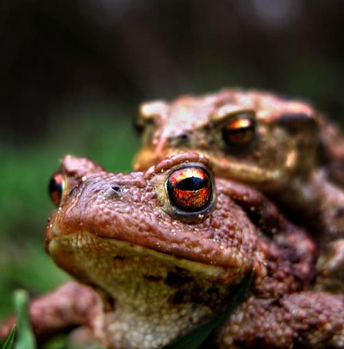 Common Toads-toads4-v-small.jpg