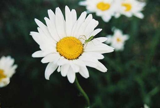 Another Daisy and a Spider-daisy-insects.jpg