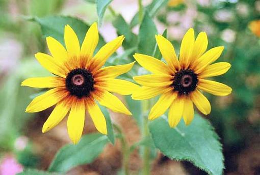 Two sunflowers-2sunflowerss.jpg