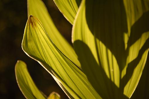 Leaves in Shadow-dsc_0103_sm.jpg