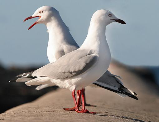 Silver Gulls-gulls.jpg