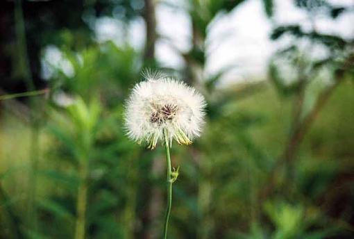 A dandelion-dandilion02.jpg