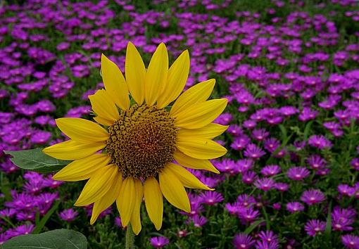 Sun and Purple Flowers-sunriseoverpurple.jpg