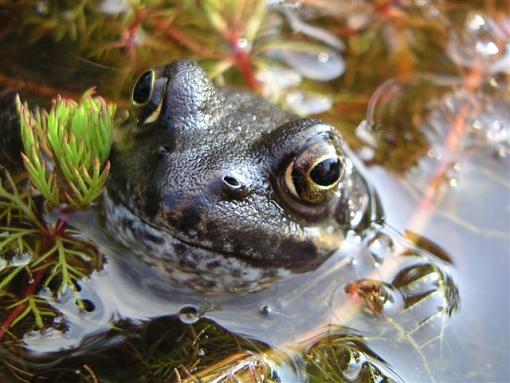 ..and finally the MACROak Frog !-frog2.jpg