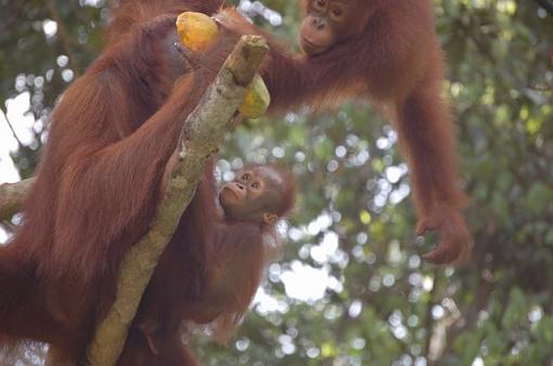 an orangutan and a micro, thoughts?-borneo-933-.jpg