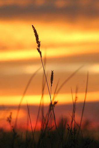 Grass and Sunset-img_1428.jpg