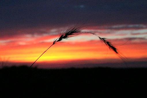 Grass and Sunset-img_1331.jpg