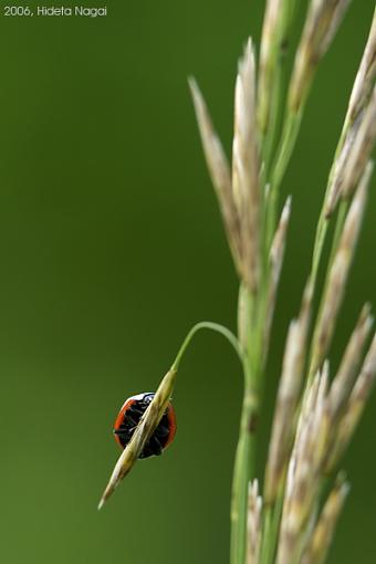 Just Hanging On-ladybug.jpg