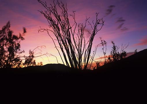 Desert Bush at Sunset-bushandsunset1_640.jpg