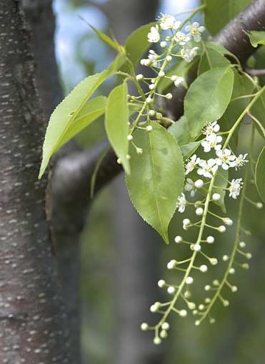 First Day at the Forest Preserve-pj-floweringtree.jpg