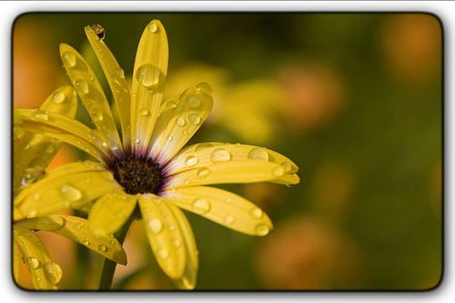 wet flowers-img_1634-small-border.jpg