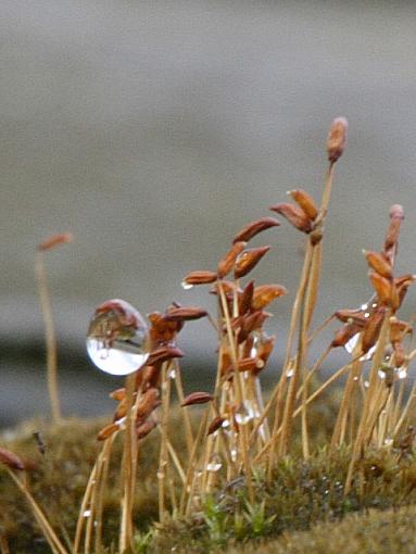 After the rain has fallen-vv9w9281.jpg