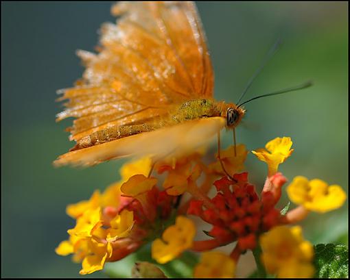 Imperfect Macro-orange_sulphur.jpg